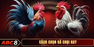 Cách chọn gà chọi hay