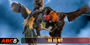 Đá gà Mỹ