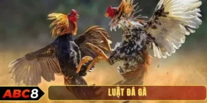 Luật đá gà